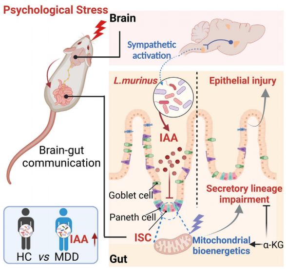精神压力如何伤肠道？Cell子刊发文，中国药科大学郝海平/郑啸/王广基等合作揭晓肠菌介导的脑-肠轴机制