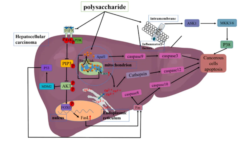 山西大学康永波团队总结并展望了多糖作为肝细胞癌潜在治疗药物的前景