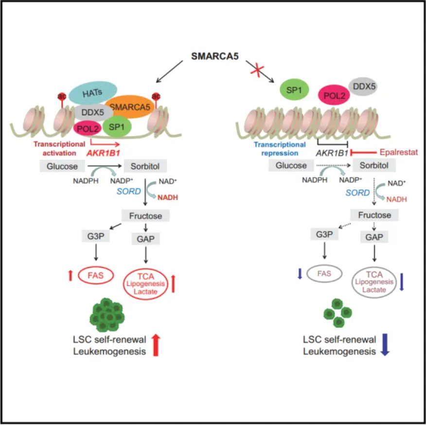 Dev Cell | 王兰团队发现SMARCA5重编程AKR1B1介导的果糖代谢来控制白血病的发生