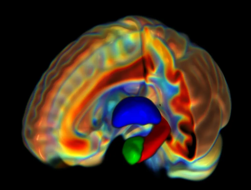 PNAS：男性和女性的大脑结构在与决策、记忆处理和处理情绪相关的领域存在差异