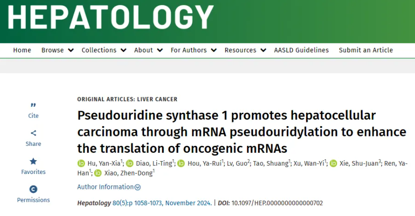 Hepatology：中山大学肖振东团队发现假尿嘧啶合成酶1通过mRNA假尿嘧啶化促进肝癌，增强致癌mRNA的翻译